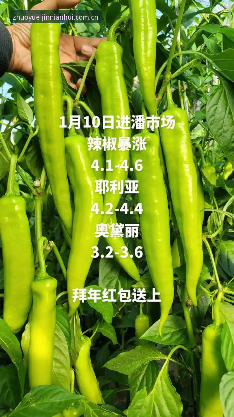 金年会平台推荐 金年会体育平台全新升级v3.2.1版本最新消息:43.5MB安装包如何重塑高端服务体验?
